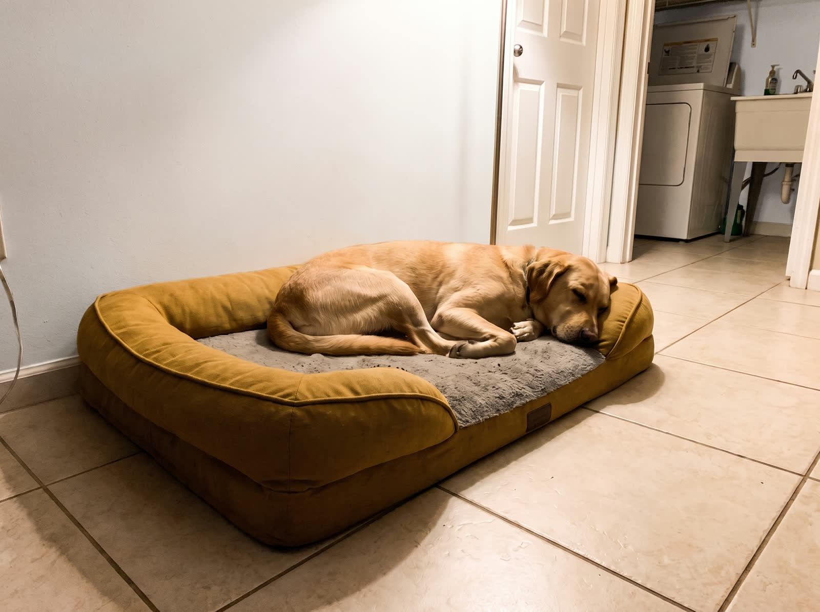 A dog settled in and asleep for the night at Cris Dog Care