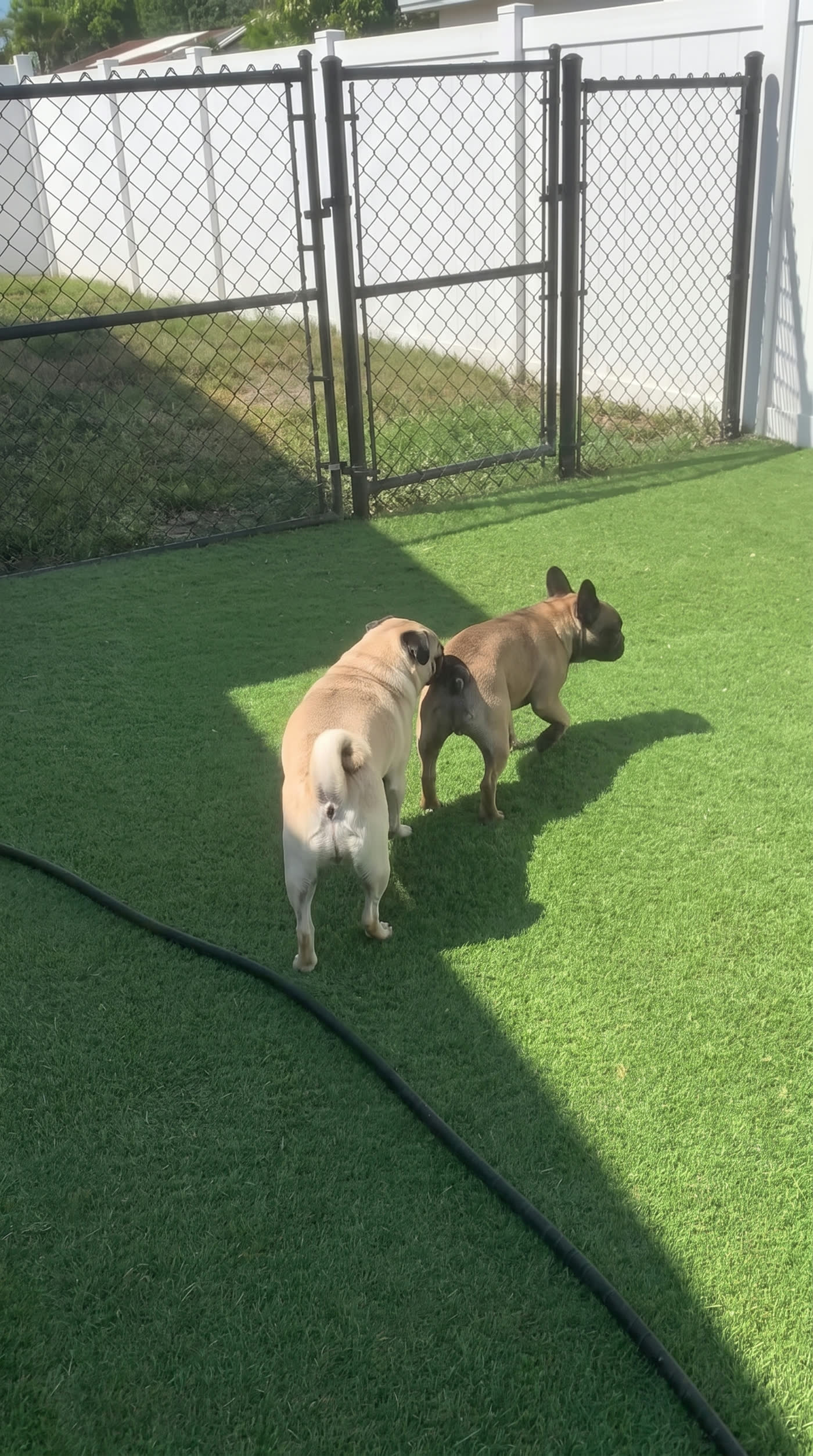 Small dogs playing together at Cris Dog Care's daycare