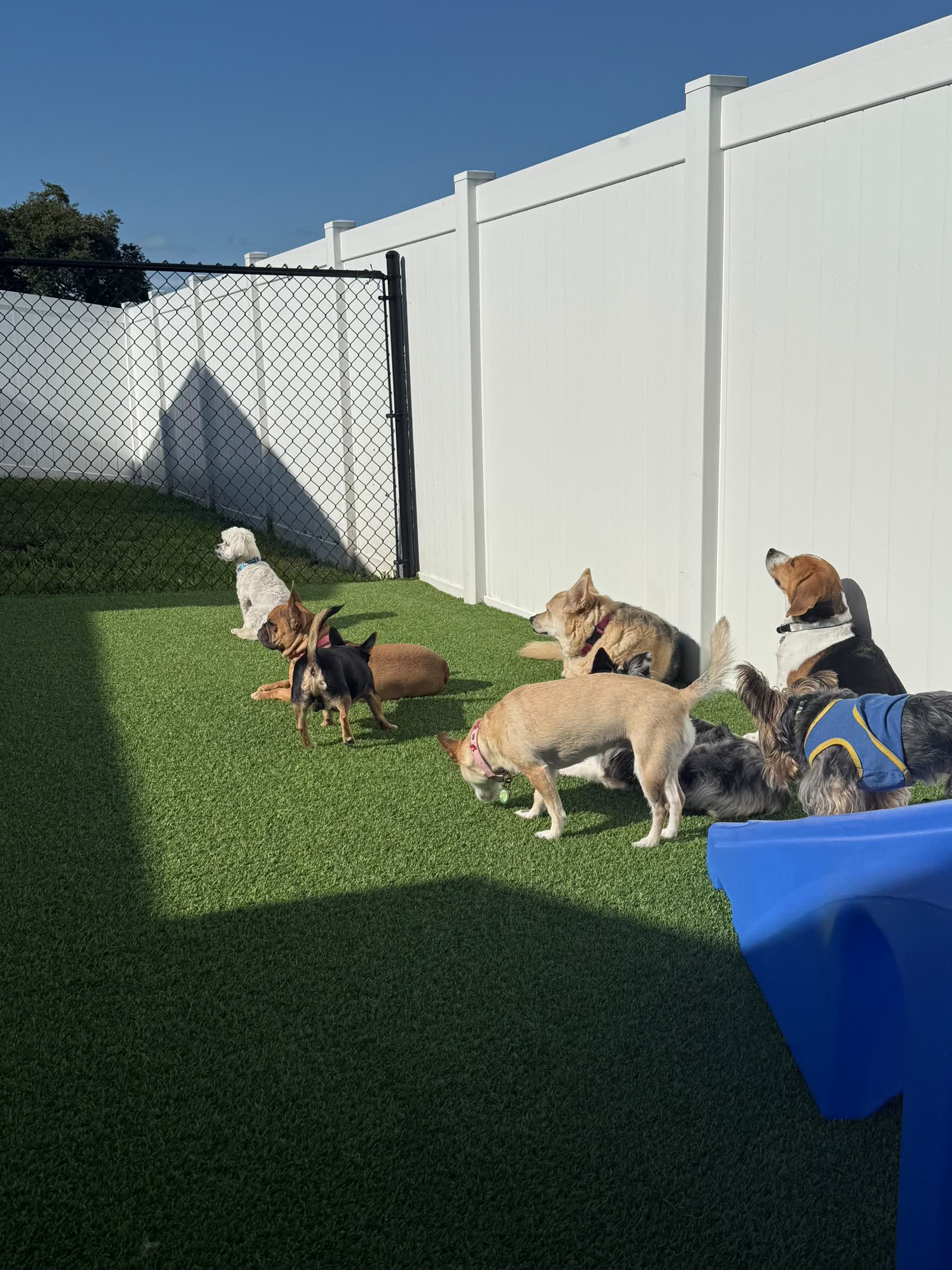 Waggy tails