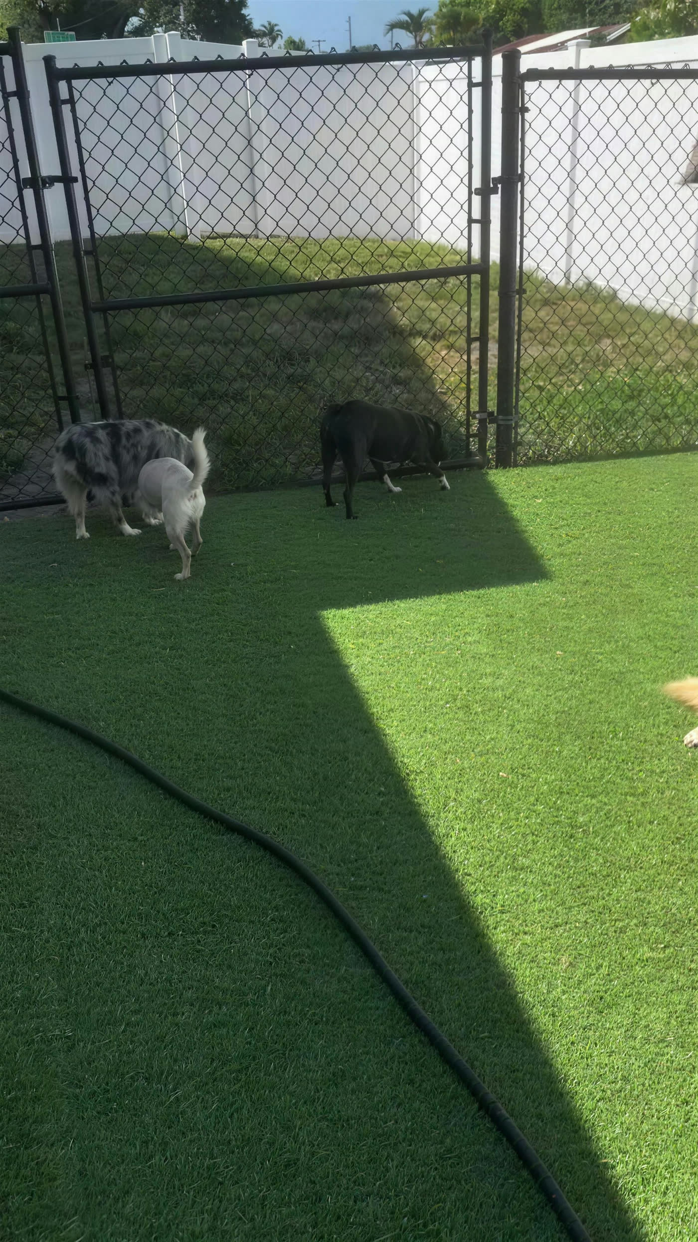 Play time — the yard